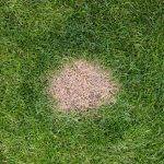 A brown spot or dead patch of grass caused by excessive nitrogen in dog urine