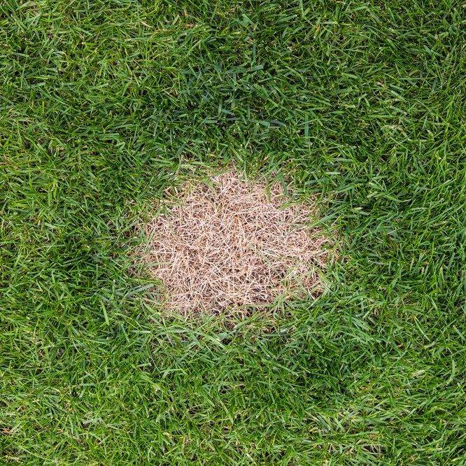 A brown spot or dead patch of grass caused by excessive nitrogen in dog urine